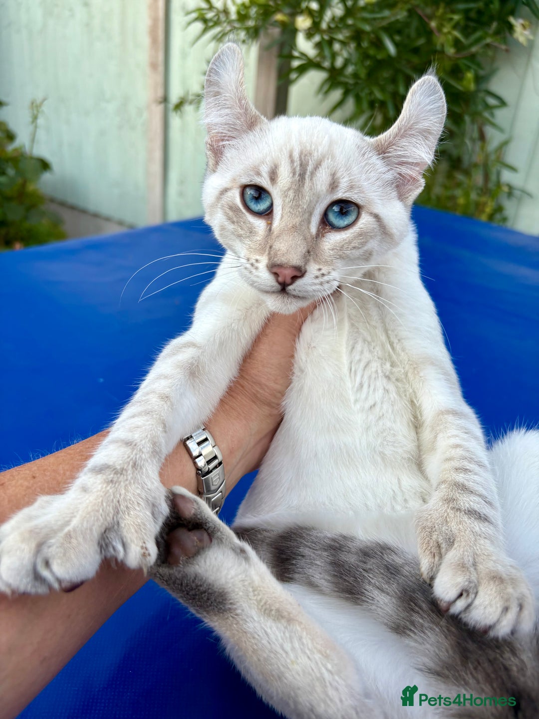 Savannah cats for sale: Superb polydactyl curled eared snow leopard  - Image 6