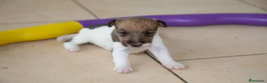 Fox Terrier 4