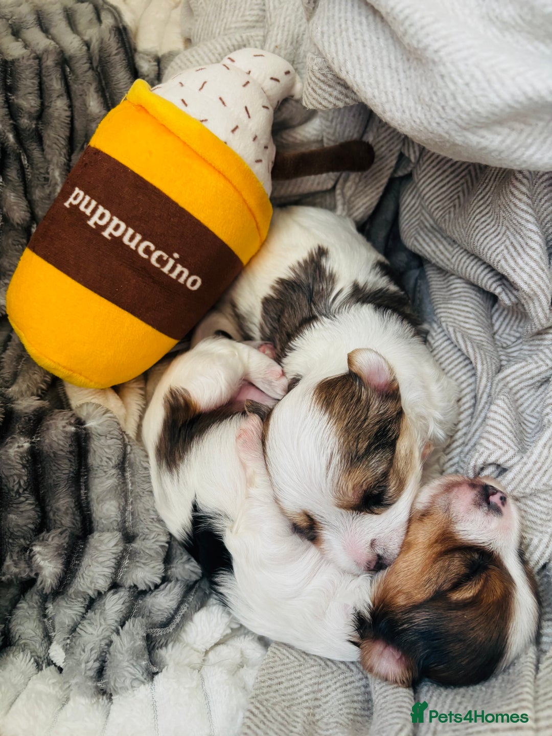 Yorkshire Terrier dogs for sale: ❤️Beautiful blue eyed Yorkshire terrier puppies❤️ - Advert 5