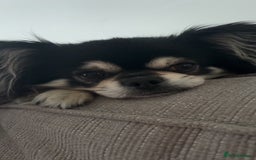 Chihuahua dogs for stud: Long Haired Black and Tan Chihuahua For Stud - Image 8