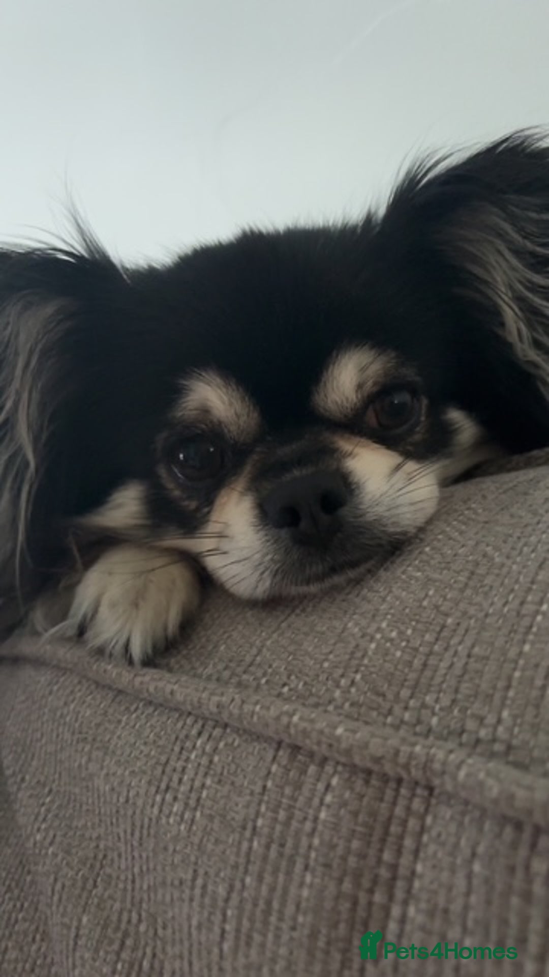 Chihuahua dogs for stud: Long Haired Black and Tan Chihuahua For Stud - Image 8