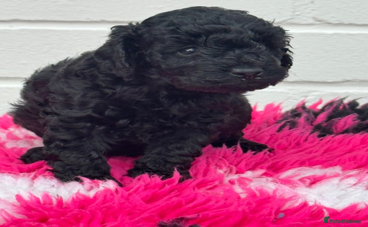 Miniature Poodle dogs - Advert 14