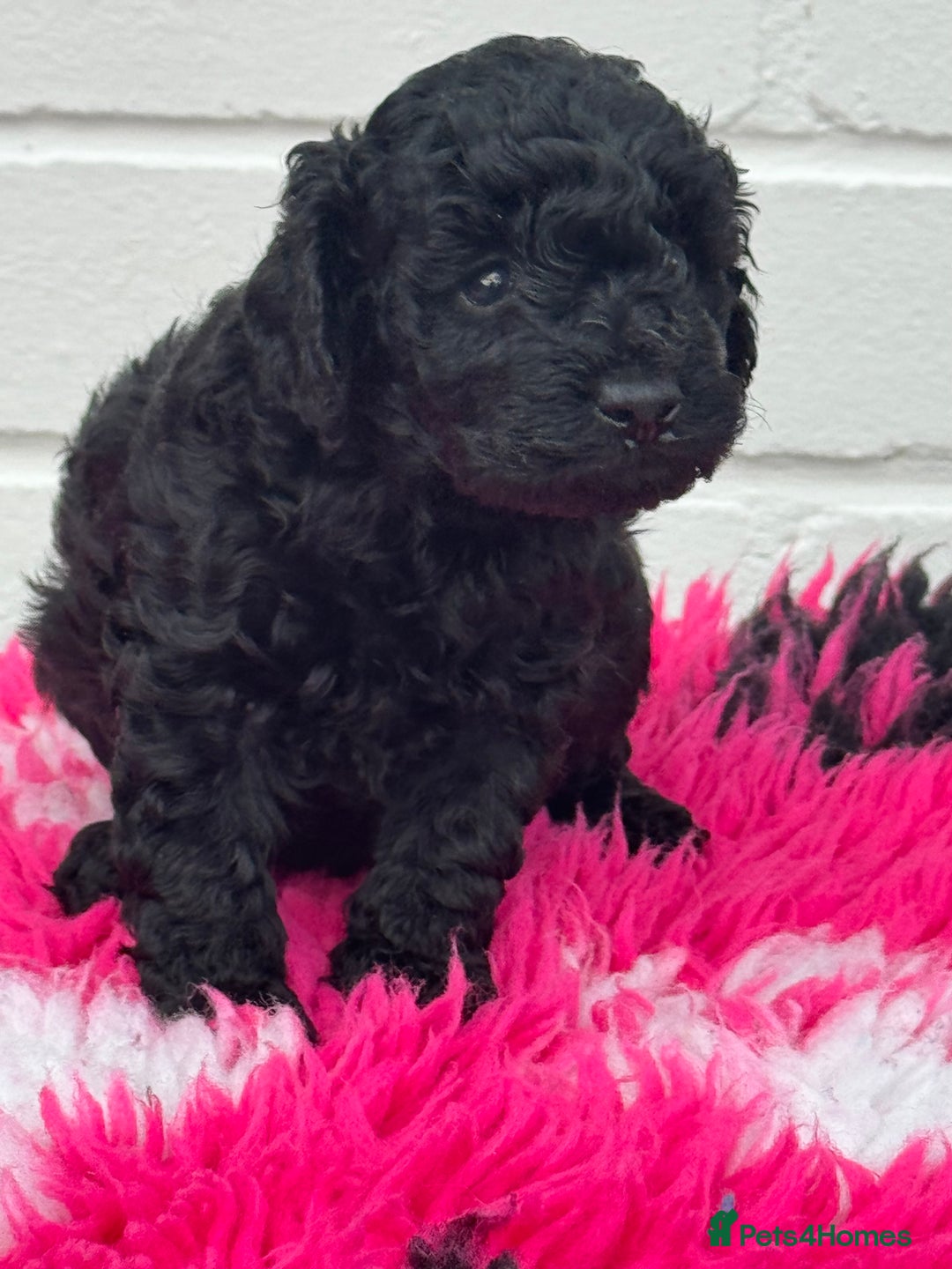 Miniature Poodle dogs for sale: DNA H/Tested Miniature poodle  - Image 1
