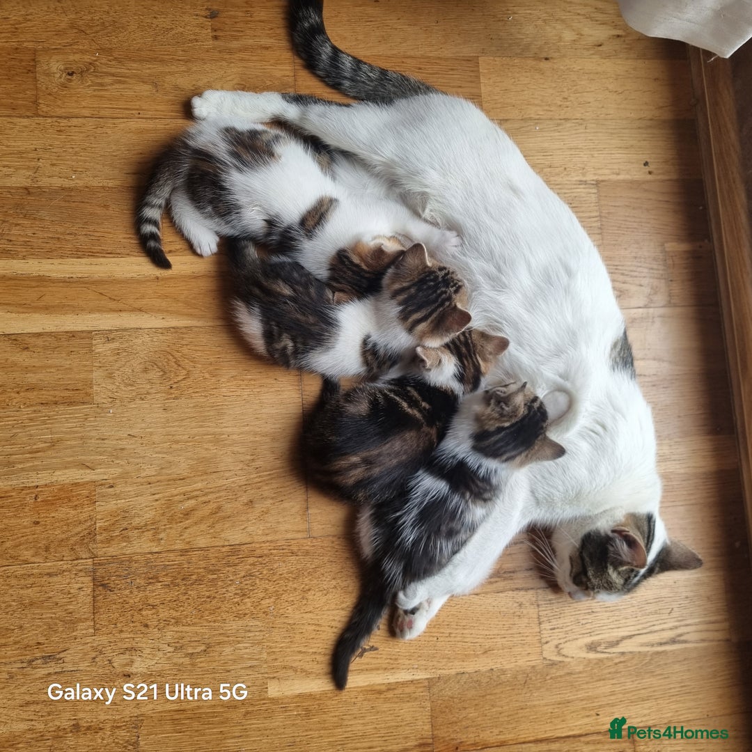 Mixed Breed cats for sale: 5 Cute Kittens For Sale!!! - Image 16