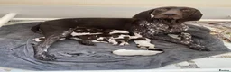 German Shorthaired Pointer dogs for sale: Best of the best German shorthair working pointers in Worksop - Advert 5