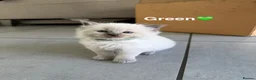 Ragdoll cats for sale: 🩵5 Beautiful Bluepoint Ragdolls for sale🩵 - Advert 10
