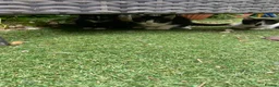 Scottish Fold cats for sale: Scottish fold cross for sale  - Advert 30