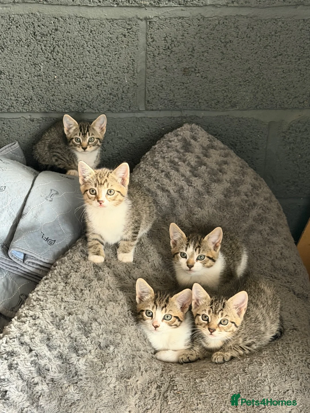 Mixed Breed cats for sale: Adorable friendly farm kittens available - Advert 4