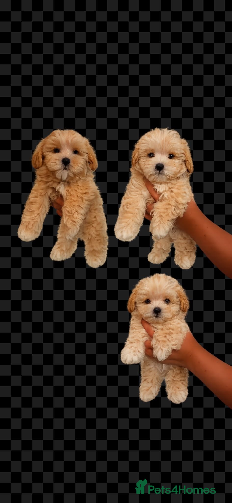 Maltipoo dogs 3 Gorgeous Asian F1 small Maltipoos - Advert 1
