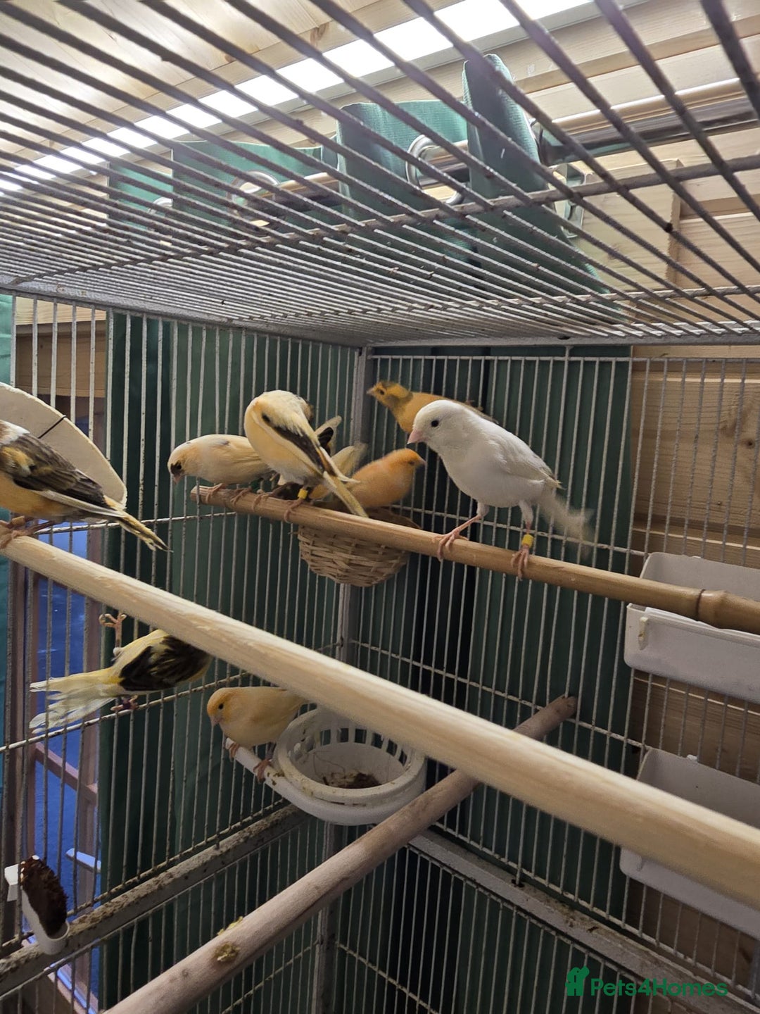Canaries birds for sale: Beautiful healthy canaries for sale in Manchester  - Advert 7
