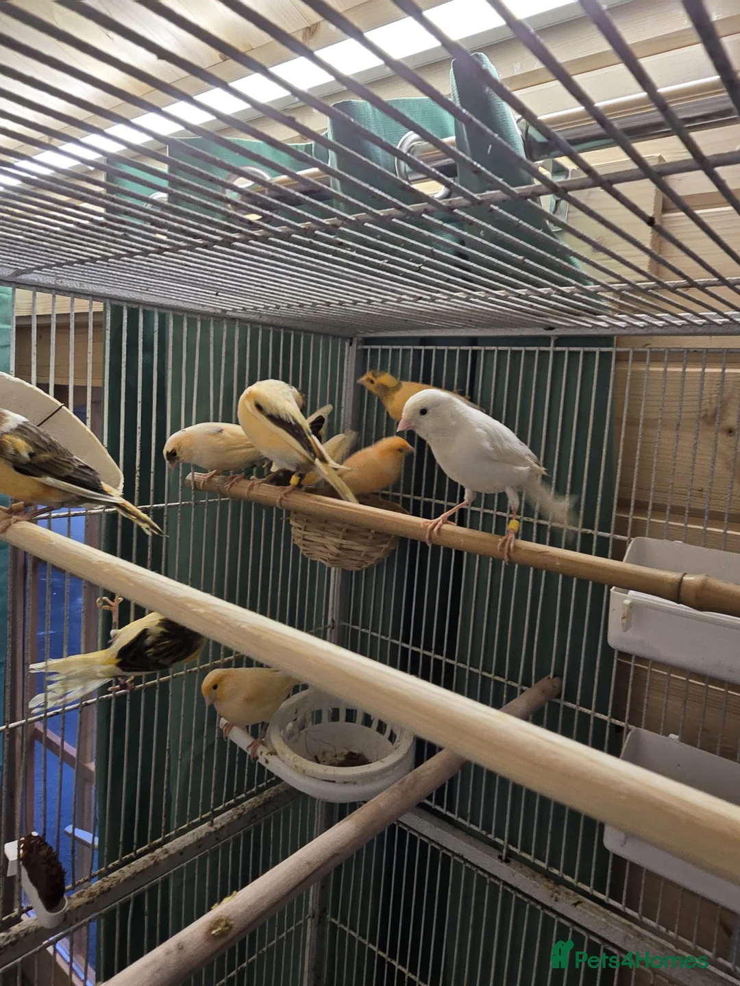 Canaries birds for sale: Beautiful healthy canaries for sale in Manchester  - Advert 10