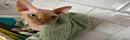 Sphynx cats for sale: MEET SUSHI THE SPHYNX - Advert 3
