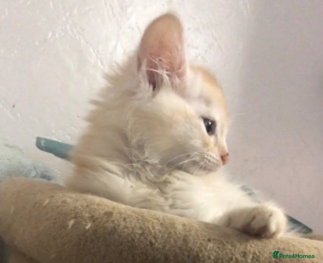 Somali cats for sale: GCCF reg'd cream silver/fawn Somali longhair boys - Advert 6