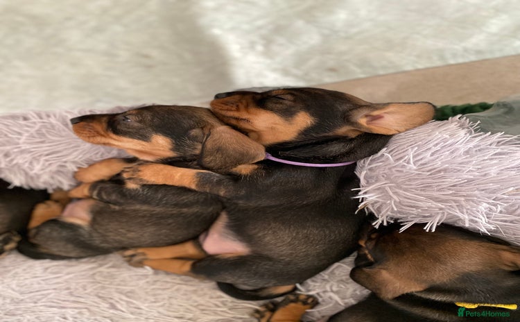 Dachshund dogs - Advert 1