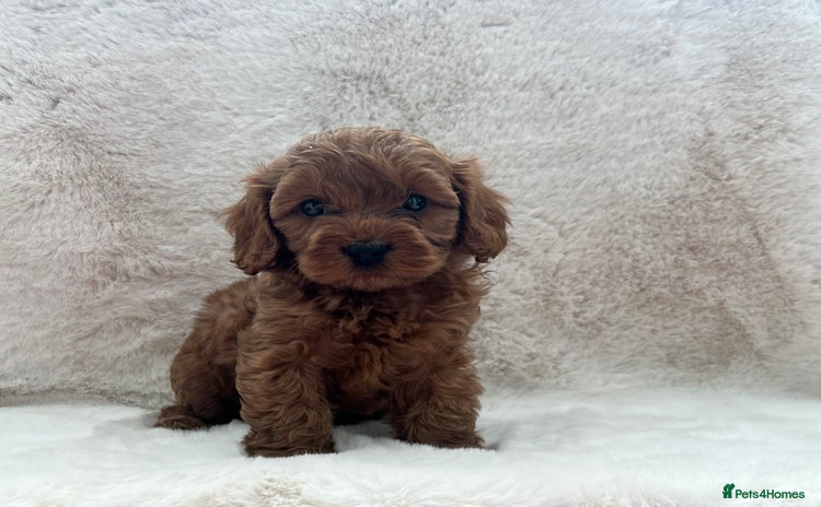 Cavapoo dogs - Advert 3