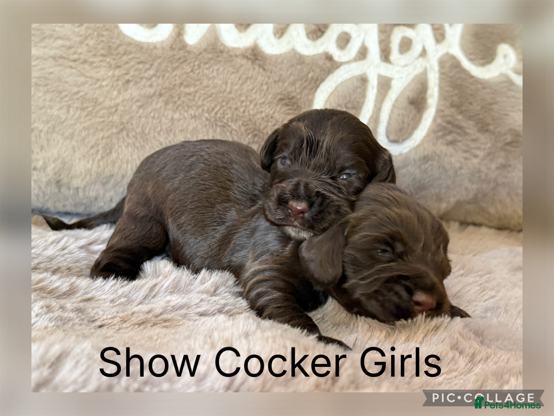 Cocker Spaniel dogs Stunning Show Cocker Spaniels full - Advert 1