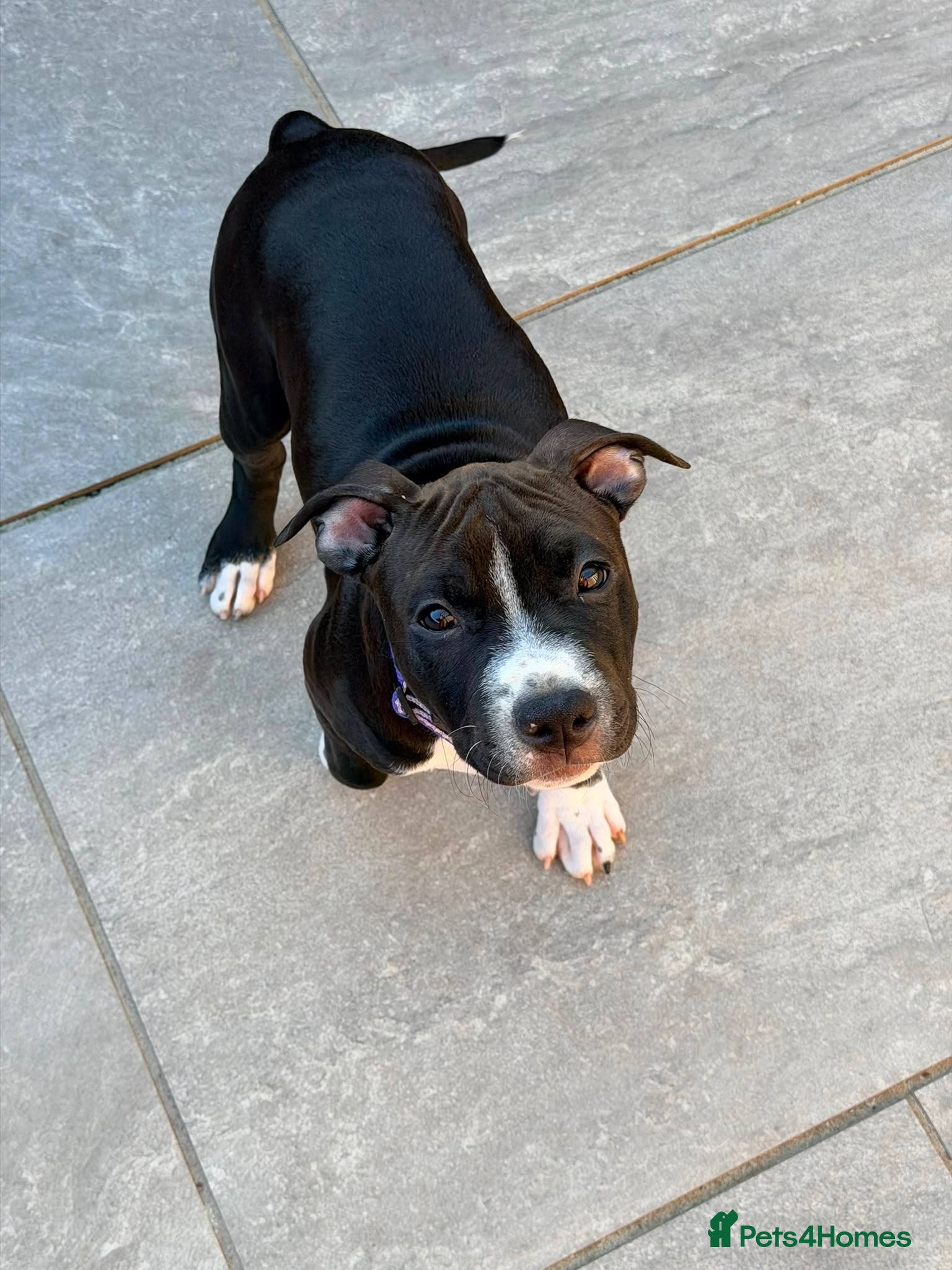 Staffordshire Bull Terrier dogs Only ONE female left!📣Staffordshire Bull Terrier - Advert 1