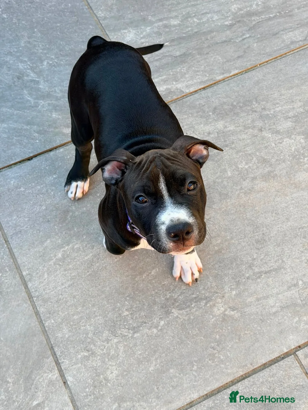 Staffordshire Bull Terrier dogs for sale: Only ONE female left!📣Staffordshire Bull Terrier - Advert 1