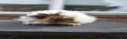 Guinea Pig rodents for sale: ⭐️ Baby Guinea Pigs Looking For New Homes⭐️ - Advert 3