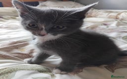 Mixed Breed cats for sale: Mixed Breed kittens for sale  - Image 5