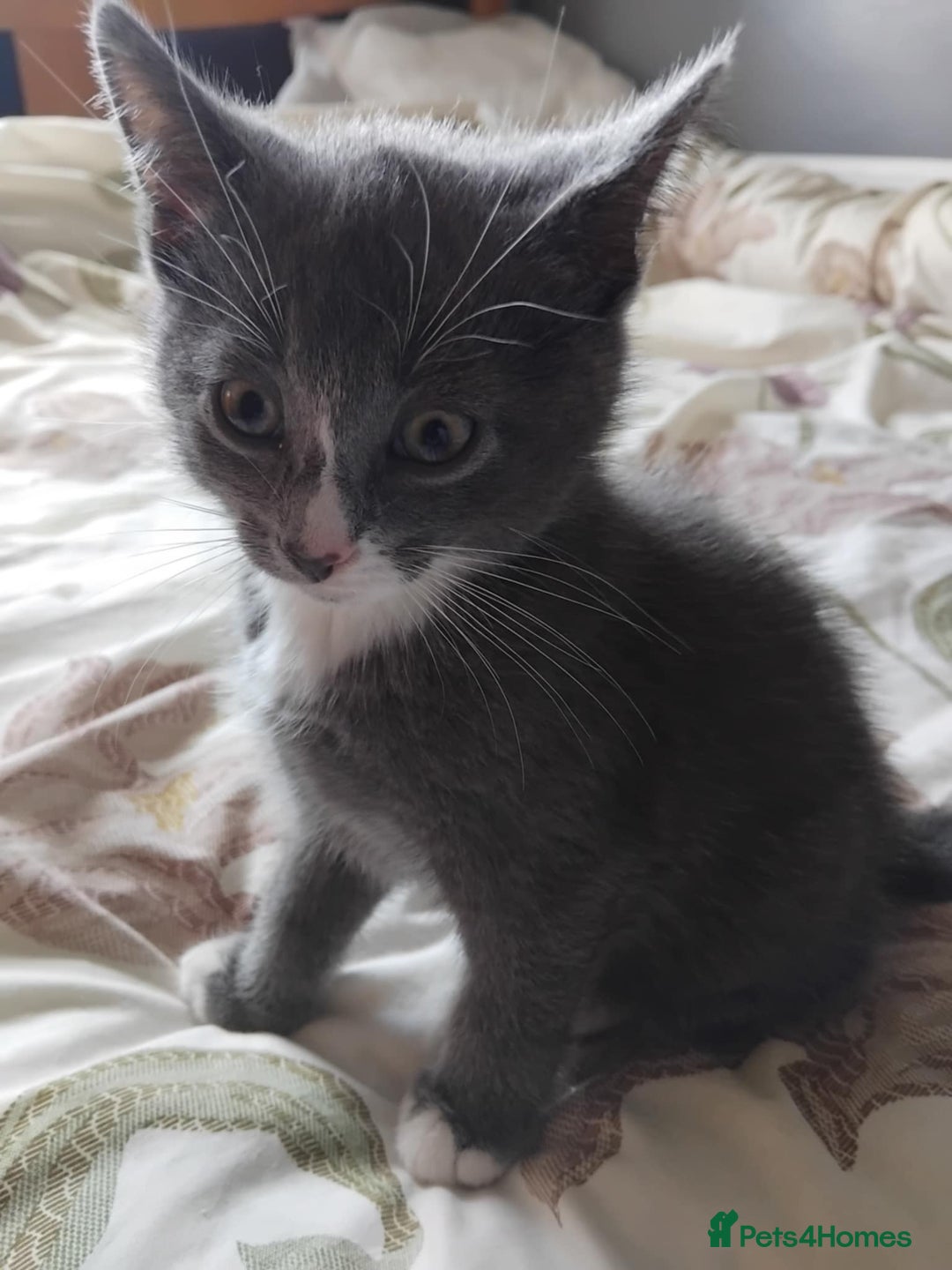 Mixed Breed cats for sale: Mixed Breed kittens for sale  - Image 5