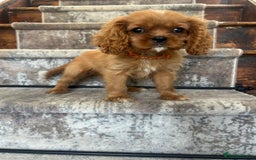 Cavalier King Charles Spaniel dogs for sale: KC King Charles Cavaliers.❤️Heart & Health Tested. - Image 12