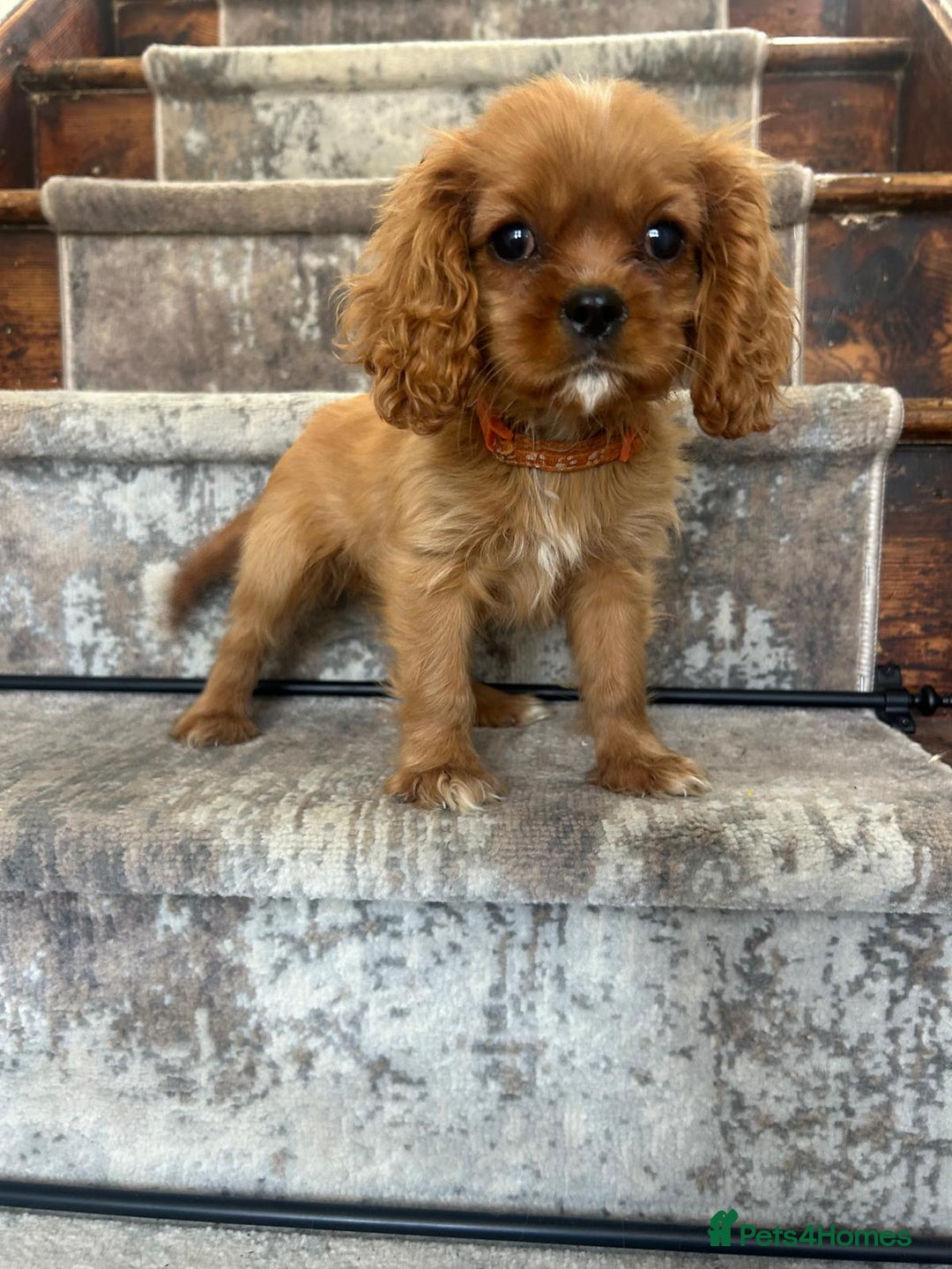 Cavalier King Charles Spaniel dogs for sale: KC King Charles Cavaliers.❤️Heart & Health Tested. - Image 12