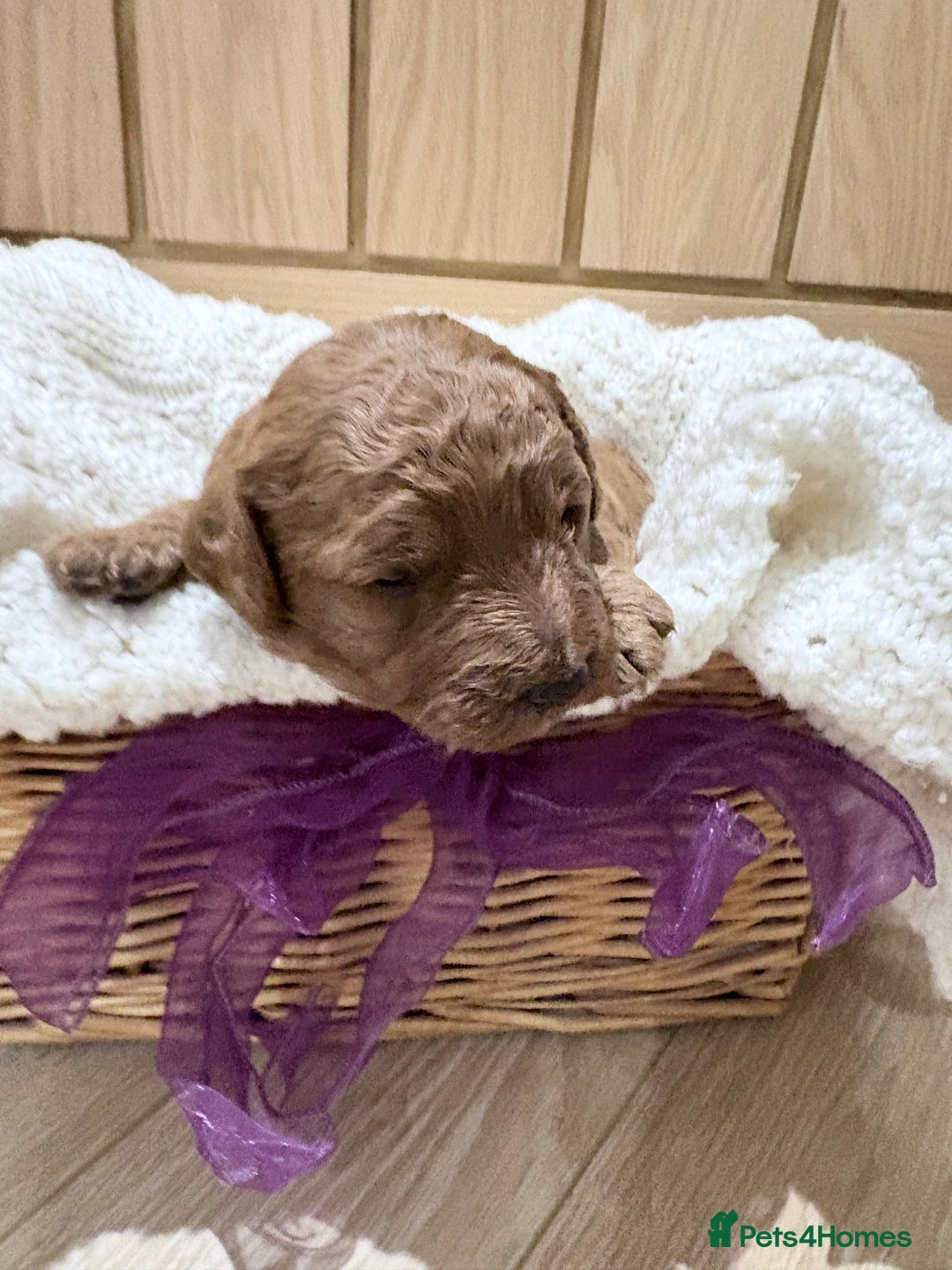 Cavapoo dogs for sale: Quality F1b Cavapoo Puppies. Raised in family home - Advert 5