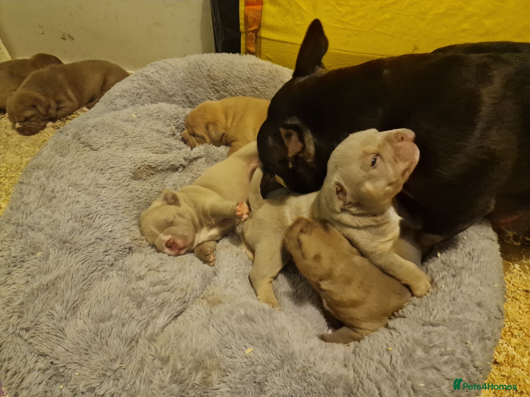 American Bully dogs Pocketbully puppy  - Advert 2