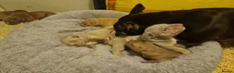American Bully dogs for sale: Pocketbully puppy  - Advert 2
