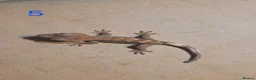 Gecko reptiles for sale: 💞 5 crested gecko babies🤩 for sale prices vary. - Advert 13