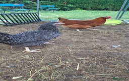Chickens poultry for sale: Hens for sale point of lay, multiple breeds - Image 6