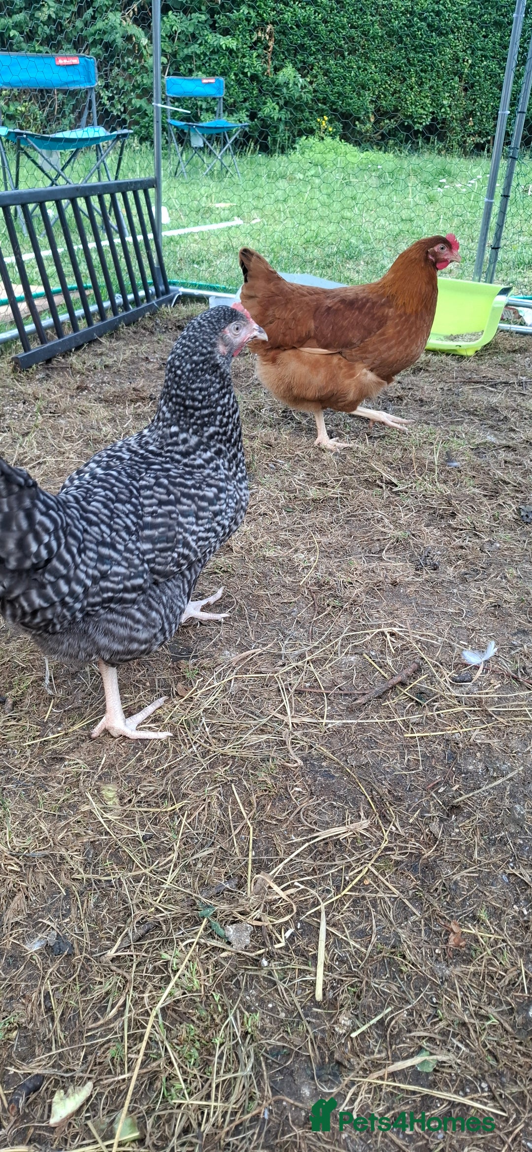 Chickens poultry for sale: Hens for sale point of lay, multiple breeds - Image 6