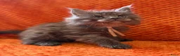 Maine Coon cats for sale: 6 Healthy Newly Born babies - Advert 5