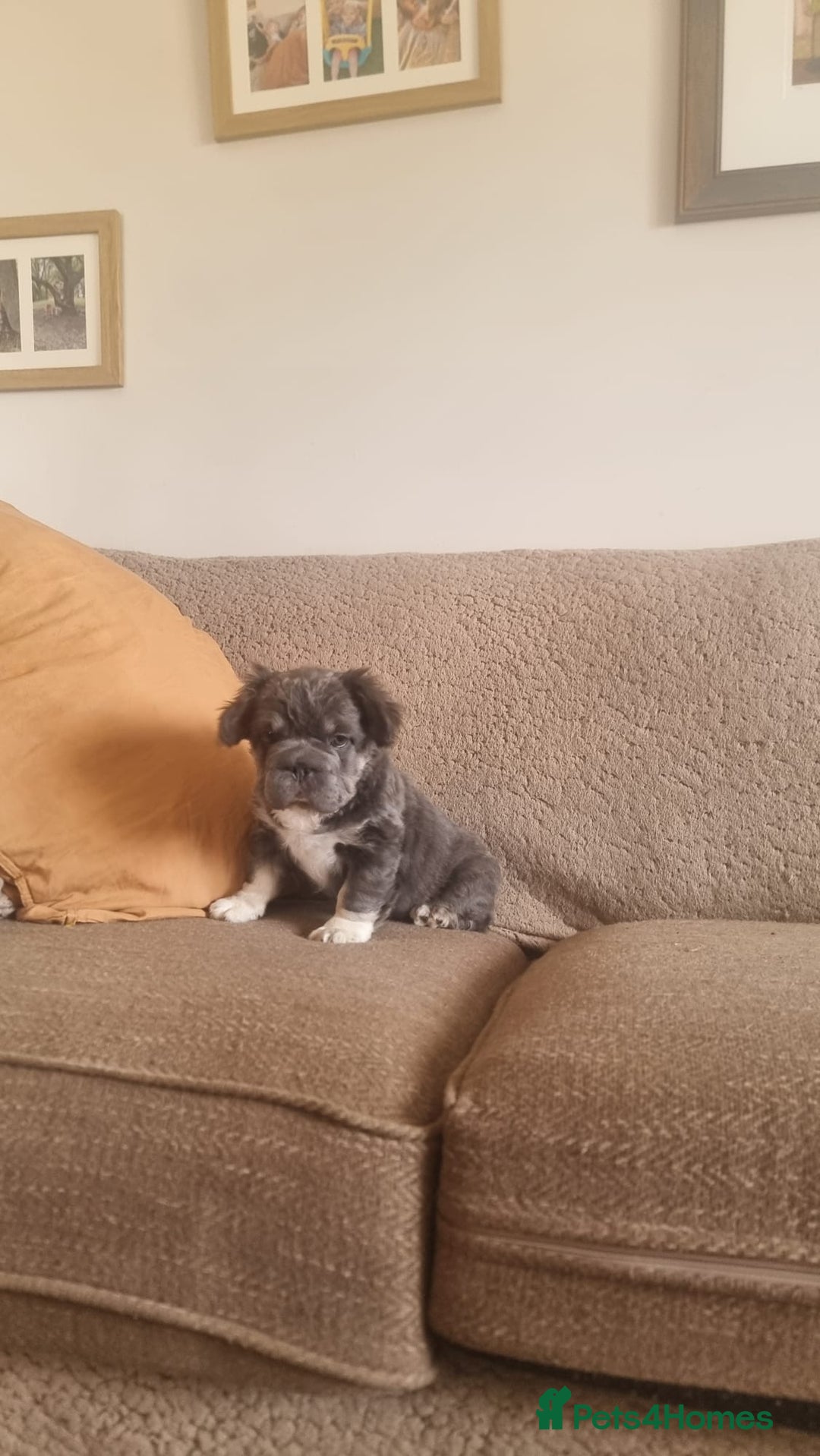 French Bulldog dogs for sale: Adorable pink and fluffy french bulldogs puppies  - Image 7