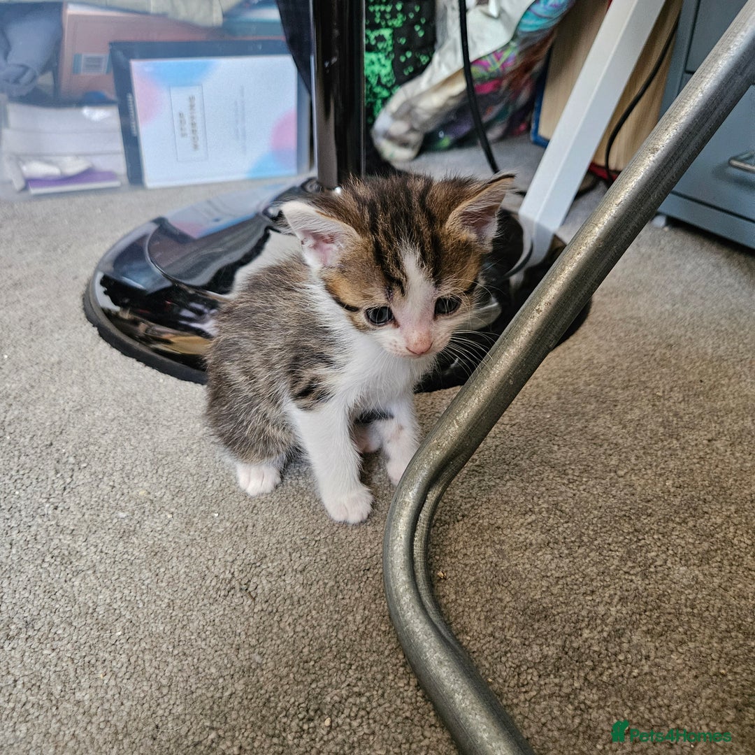 Domestic Shorthair cats for sale: 4 Gorgeous Kittens  - Image 4