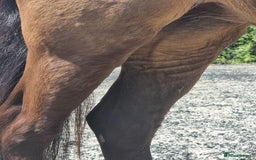 Welsh Section B horses for sale: sad sale of the most beautiful little dun mare! - Image 15