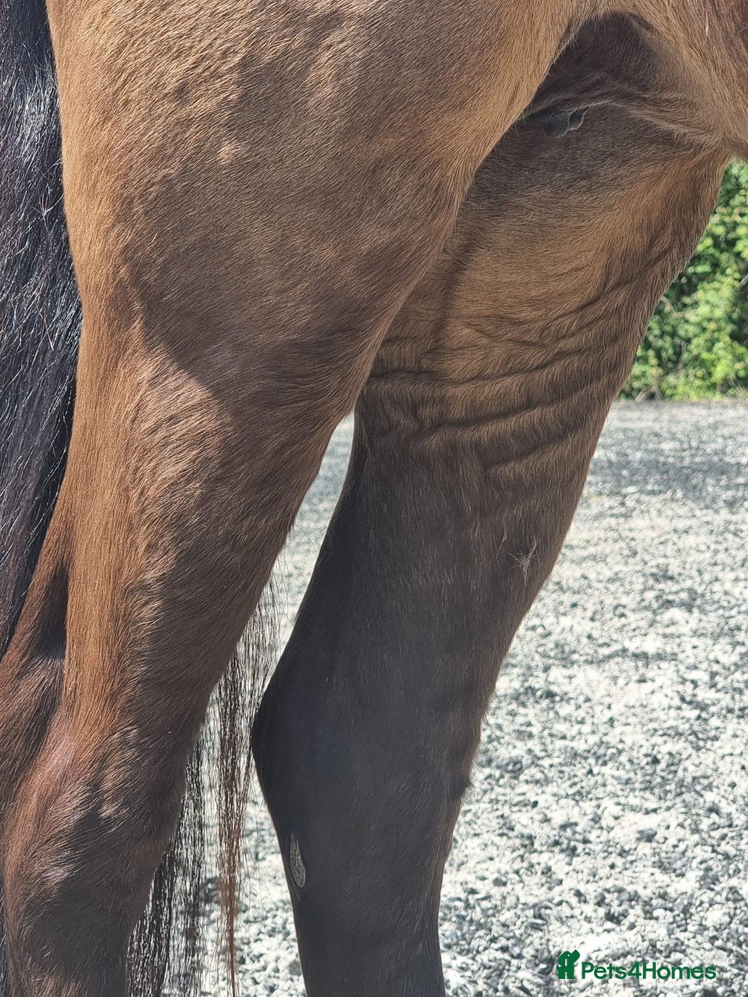 Welsh Section B horses for sale: sad sale of the most beautiful little dun mare! - Image 15