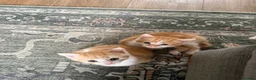 Mixed Breed cats for sale: Two Ginger Male Kittens  in Bicester - Advert 4