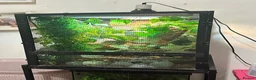 Chameleon reptiles for sale: Male Panther Chameleon With Full Setup & Stand - Advert 3