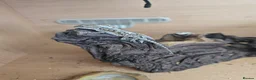 Bearded Dragon reptiles for sale: BEARDED DRAGONS TINT OF RED  - Advert 4