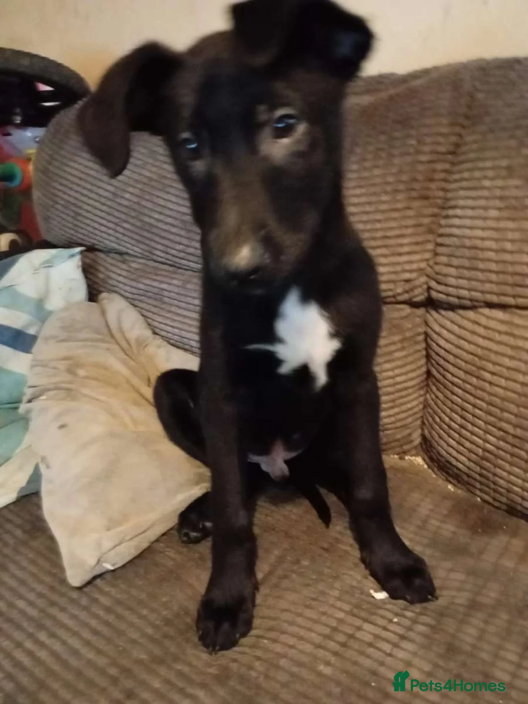 Mixed Breed dogs for sale: Jet & Zeus  - Advert 3