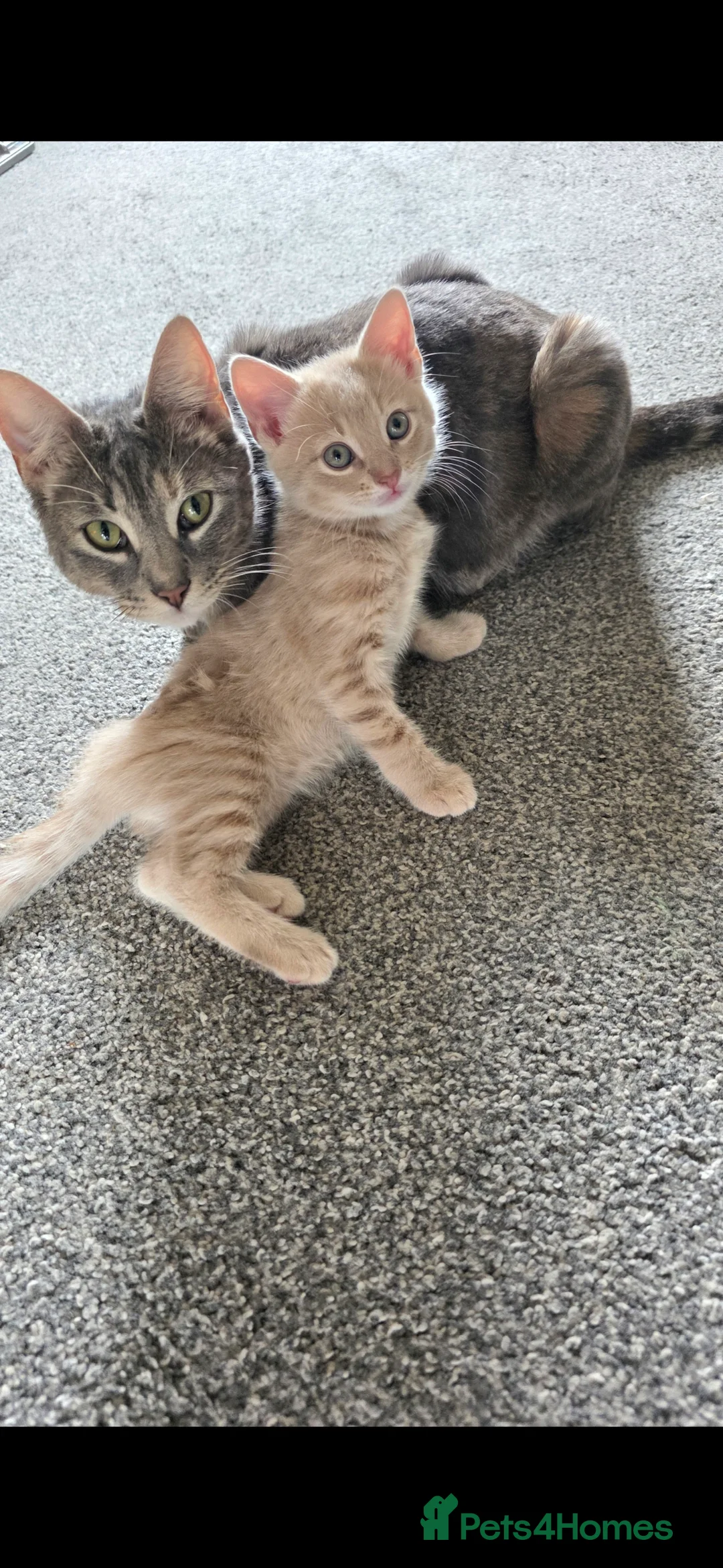 Mixed Breed cats for sale: 4 kittens  - Advert 17