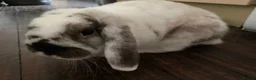 Mini Lop rabbits for sale: House rabbit looking for home in Bodmin - Advert 6