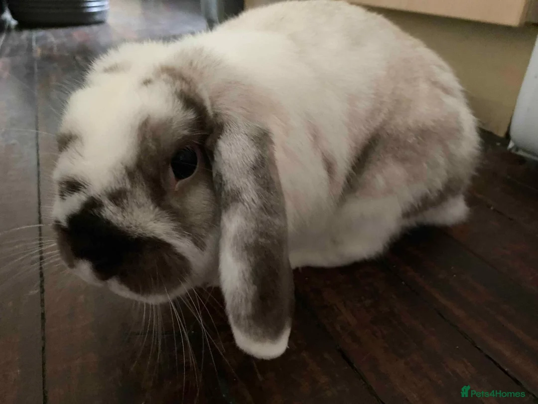 Mini Lop rabbits for sale: House rabbit looking for home in Bodmin - Advert 6