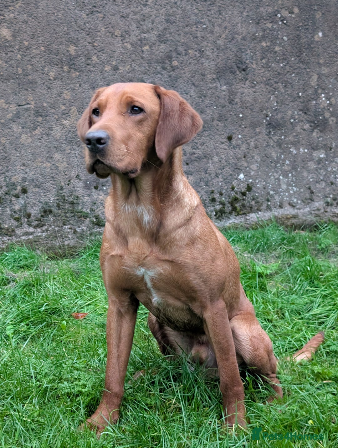 Labrador Retriever dogs for sale: Fab KC Fox Red Pups - 4* Higher Standard Breeder - Advert 11