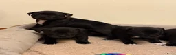 Staffordshire Bull Terrier dogs for sale: Chunky KC Registered Staffordshire Puppies - Advert 5