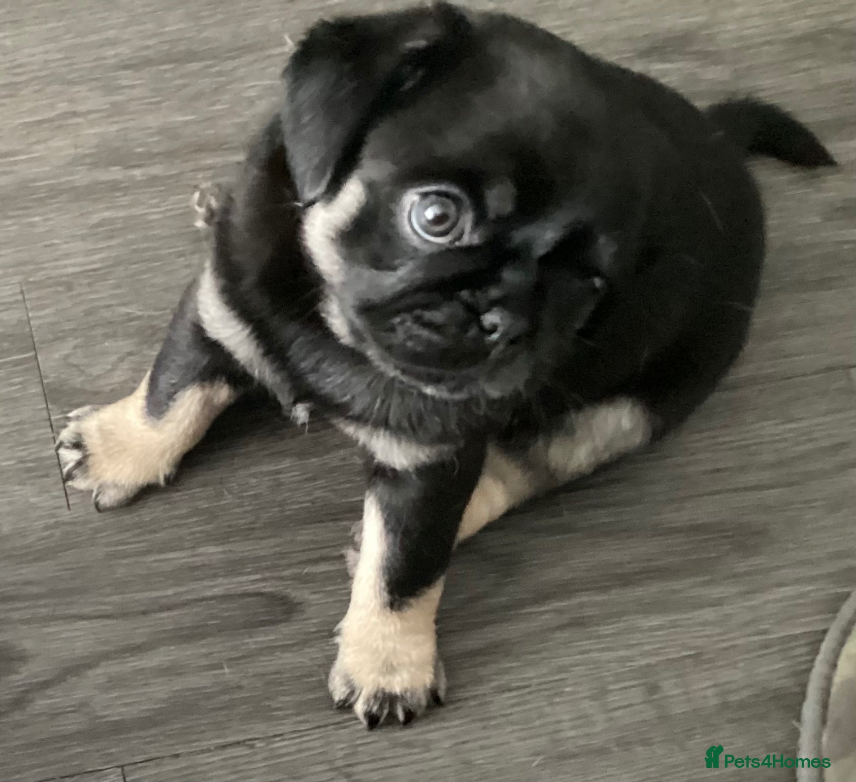Pug dogs Fluffy teddy bear pugs husky markings KC Reg  - Advert 1