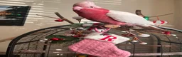Parrots birds for sale: Rare Galah Lutino male  - Advert 3