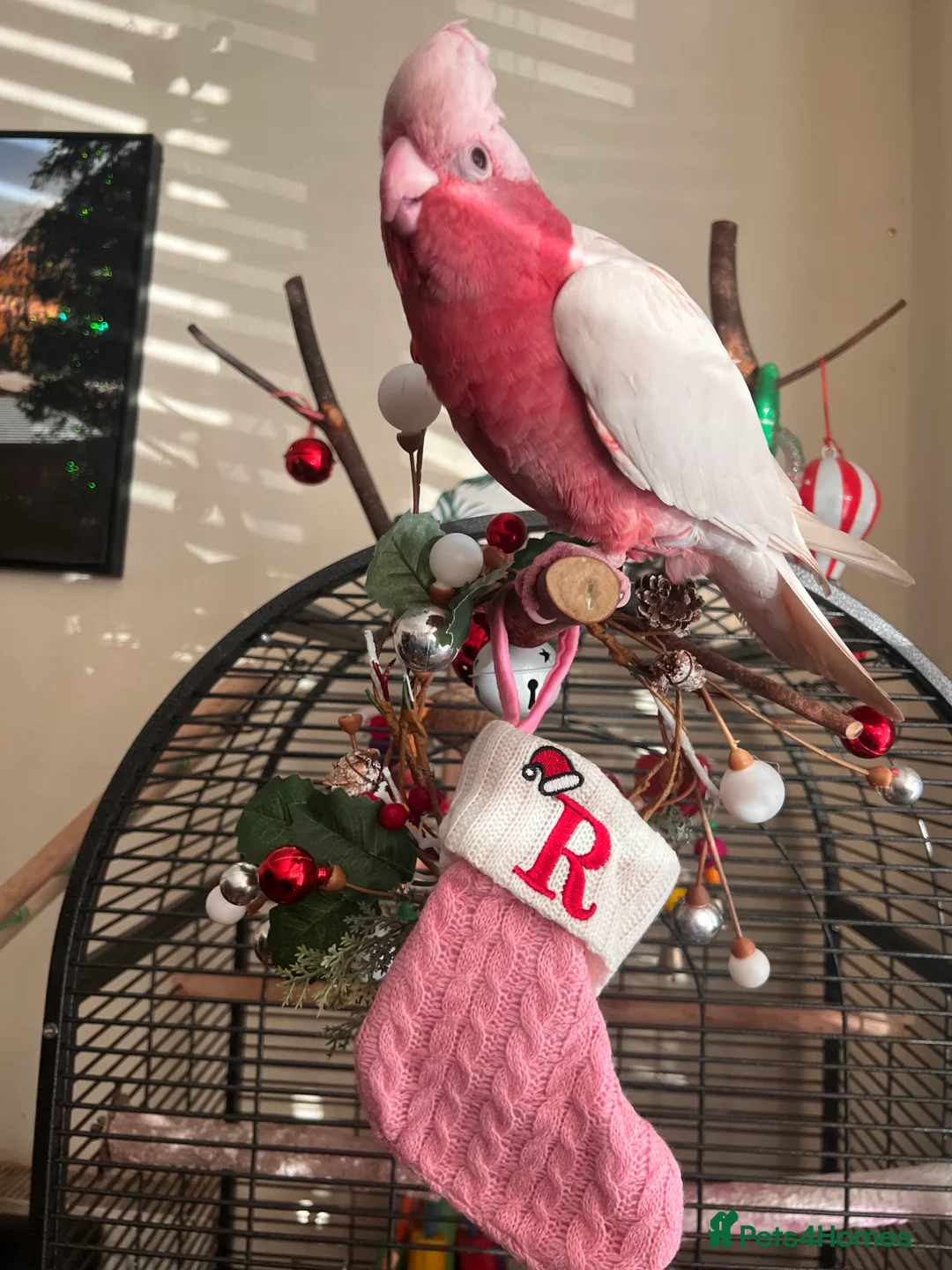 Parrots birds for sale: Rare Galah Lutino male  - Advert 3